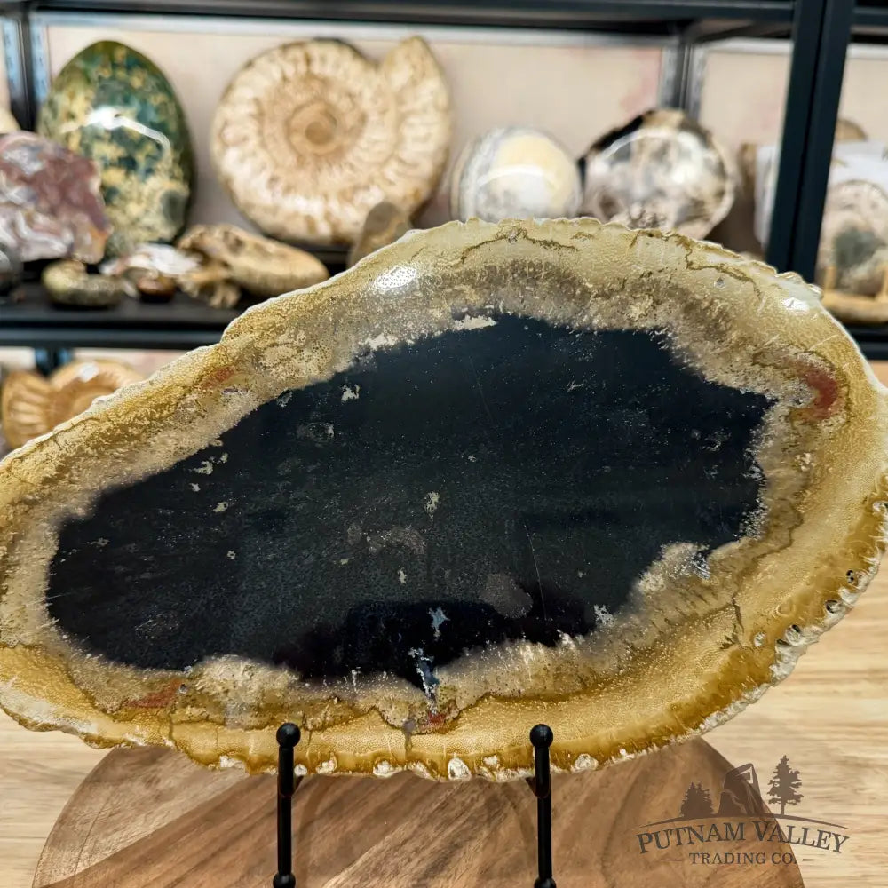 Reserve Indonesian Petrified Palmwood Slab 14.5’’ - Slab
