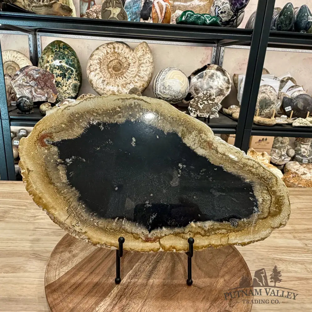 Reserve Indonesian Petrified Palmwood Slab 14.5’’ - Slab
