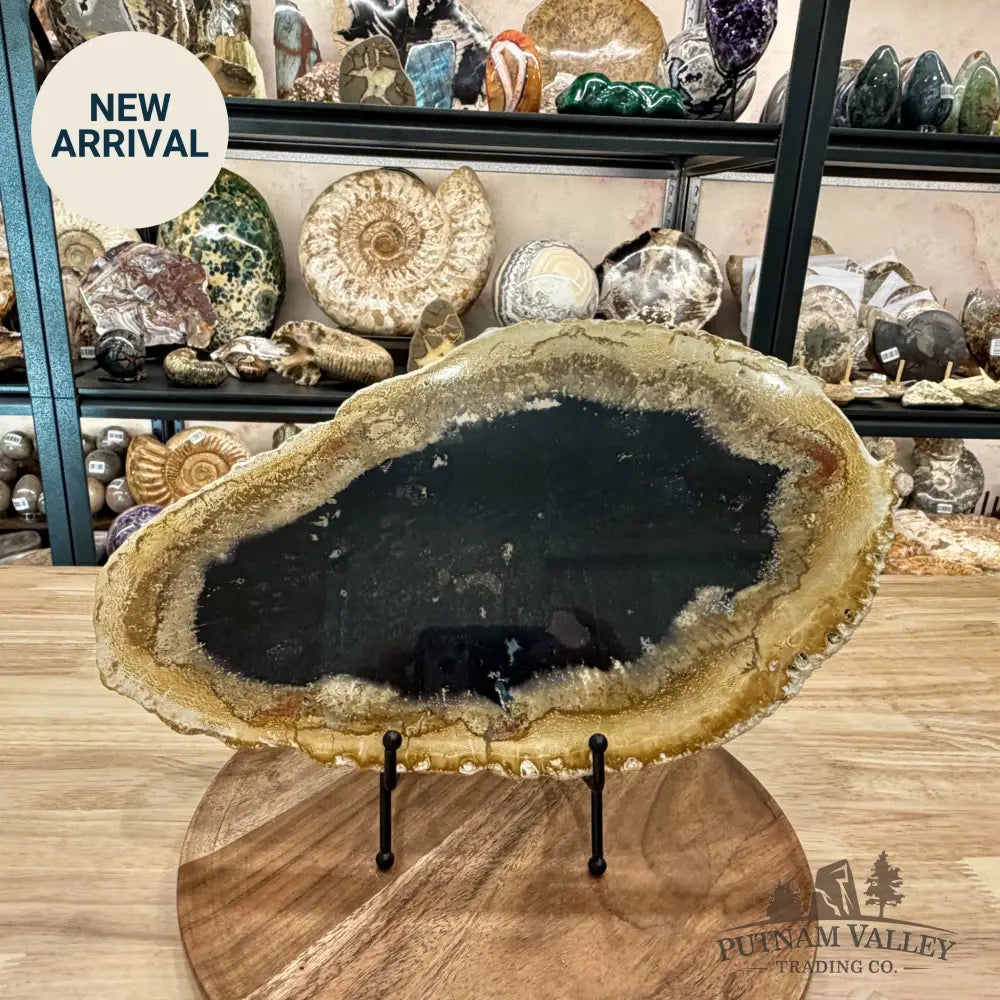 Reserve Indonesian Petrified Palmwood Slab 14.5’’ - Slab