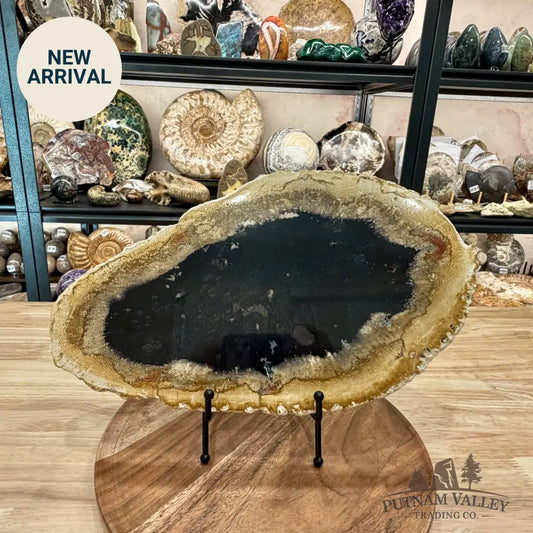 Reserve Indonesian Petrified Palmwood Slab 14.5’’ - Slab