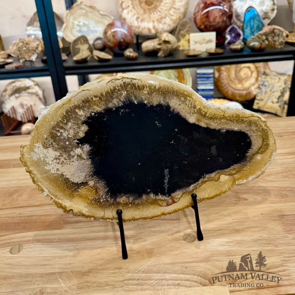 Indonesian Petrified Palmwood Slab 15’’ - Slab