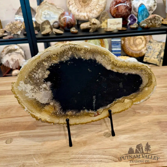 Indonesian Petrified Palmwood Slab 15’’ - Slab