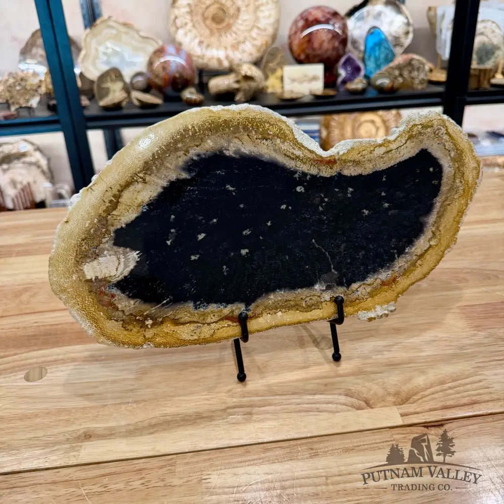 Reserve Indonesian Petrified Palmwood Slab 15’’ - Slab