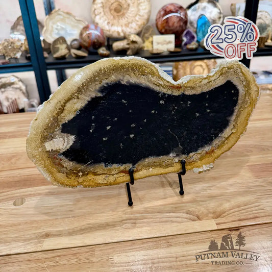 Reserve Indonesian Petrified Palmwood Slab 15’’ - Slab