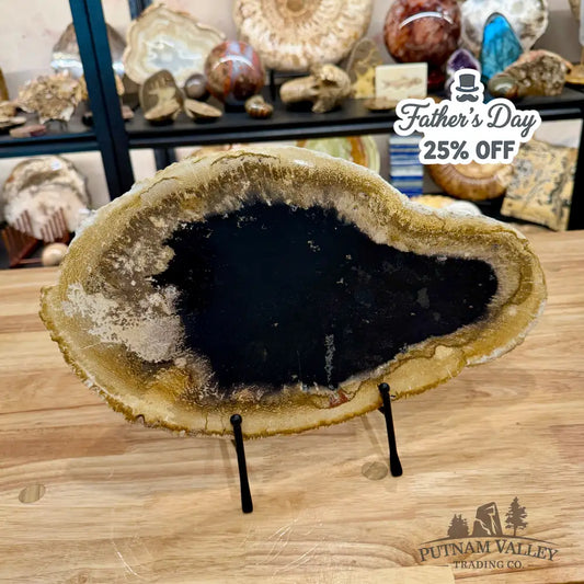 Indonesian Petrified Palmwood Slab 15’’ - Slab