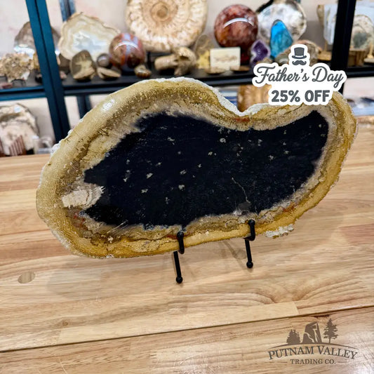Reserve Indonesian Petrified Palmwood Slab 15’’ - Slab