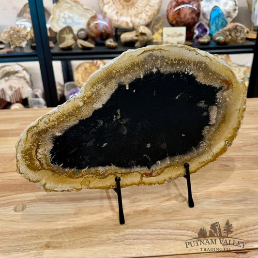 Indonesian Petrified Palmwood Slab 15’’ - Slab