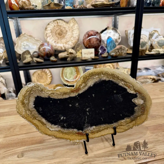 Reserve Indonesian Petrified Palmwood Slab 15’’ - Slab