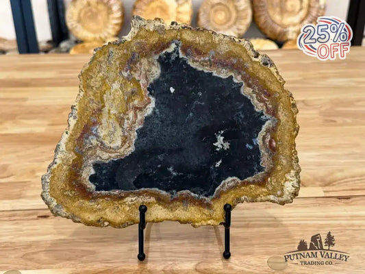 Genuine Petrified Palmwood Slab - Putnam Valley Trading Co.