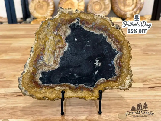 Genuine Petrified Palmwood Slab - Putnam Valley Trading Co.