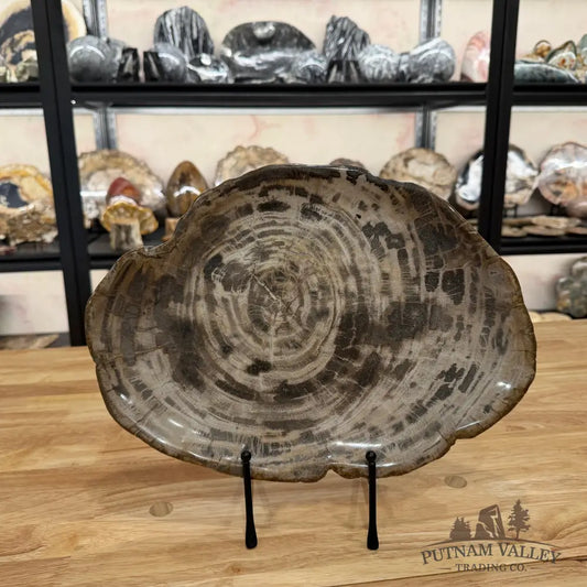 Reserve Indonesian Petrified Wood Plate Bowl
