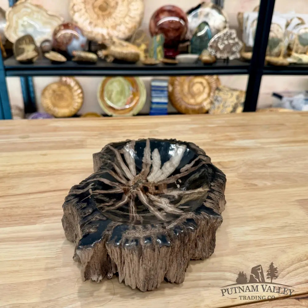Reserve Indonesian Petrified Wood Rustic Bowl - Bowl