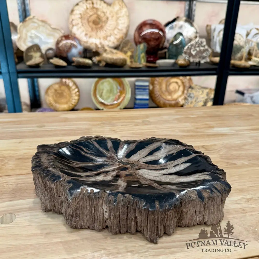 Reserve Indonesian Petrified Wood Rustic Bowl - Bowl
