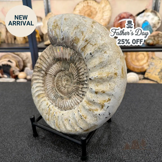 Reserve Iridescent Jurassic Ammonite Fossil 10.8’’ + Stand | Madagascar - Fossil Specimen