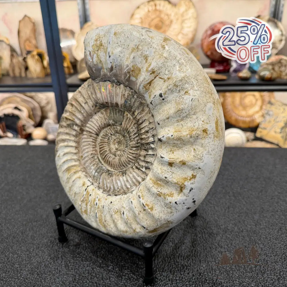 Reserve Iridescent Jurassic Ammonite Fossil 10.8’’ + Stand | Madagascar - Fossil Specimen