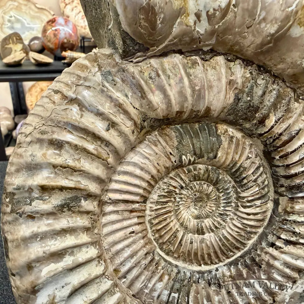 Reserve Iridescent Jurassic Ammonite Fossil 10.8’’ + Stand | Madagascar - Fossil Specimen