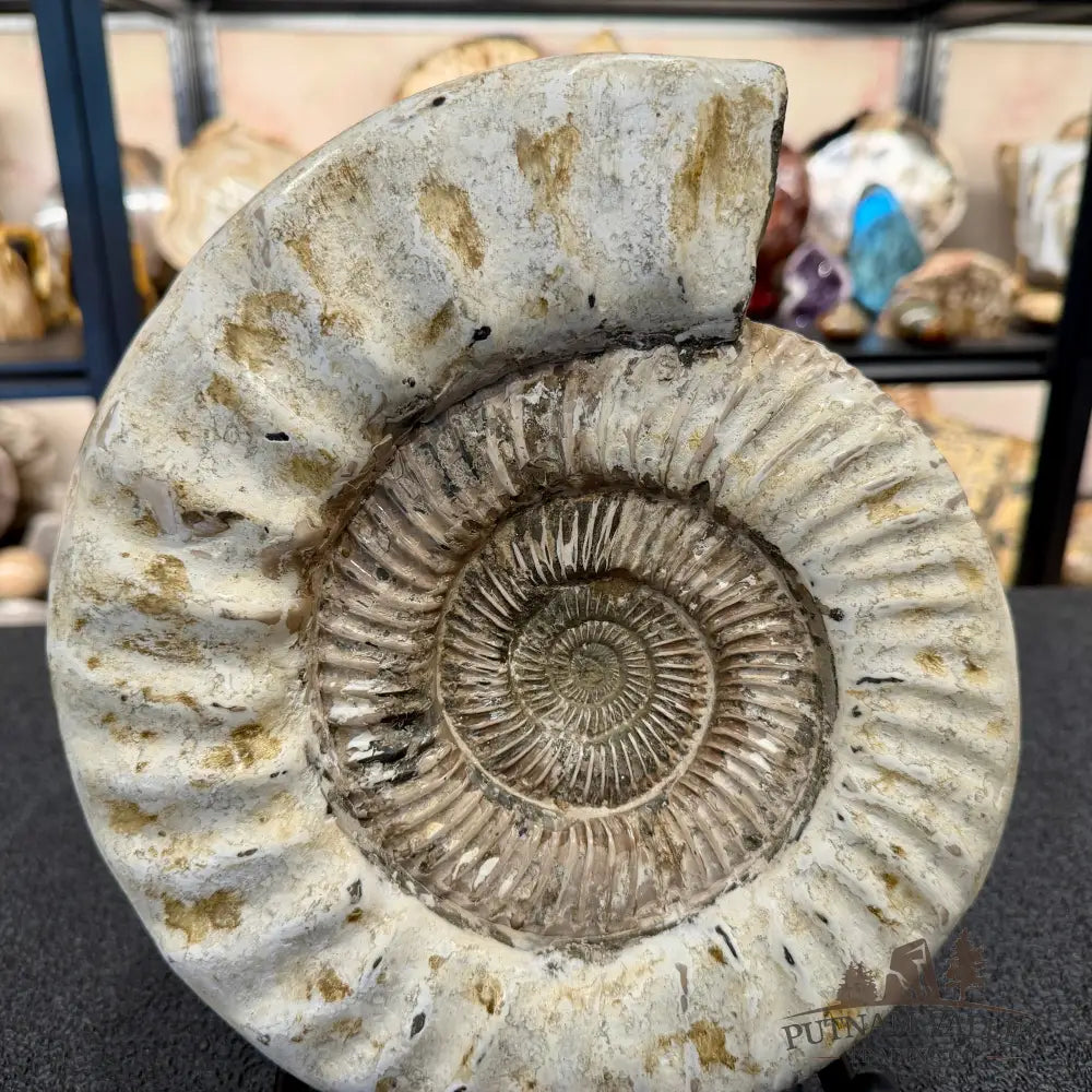 Reserve Iridescent Jurassic Ammonite Fossil 10.8’’ + Stand | Madagascar - Fossil Specimen