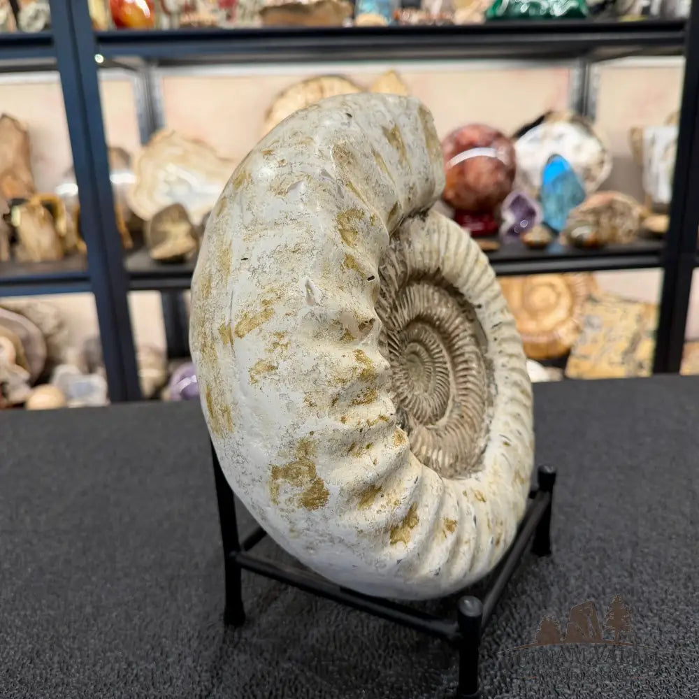 Reserve Iridescent Jurassic Ammonite Fossil 10.8’’ + Stand | Madagascar - Fossil Specimen