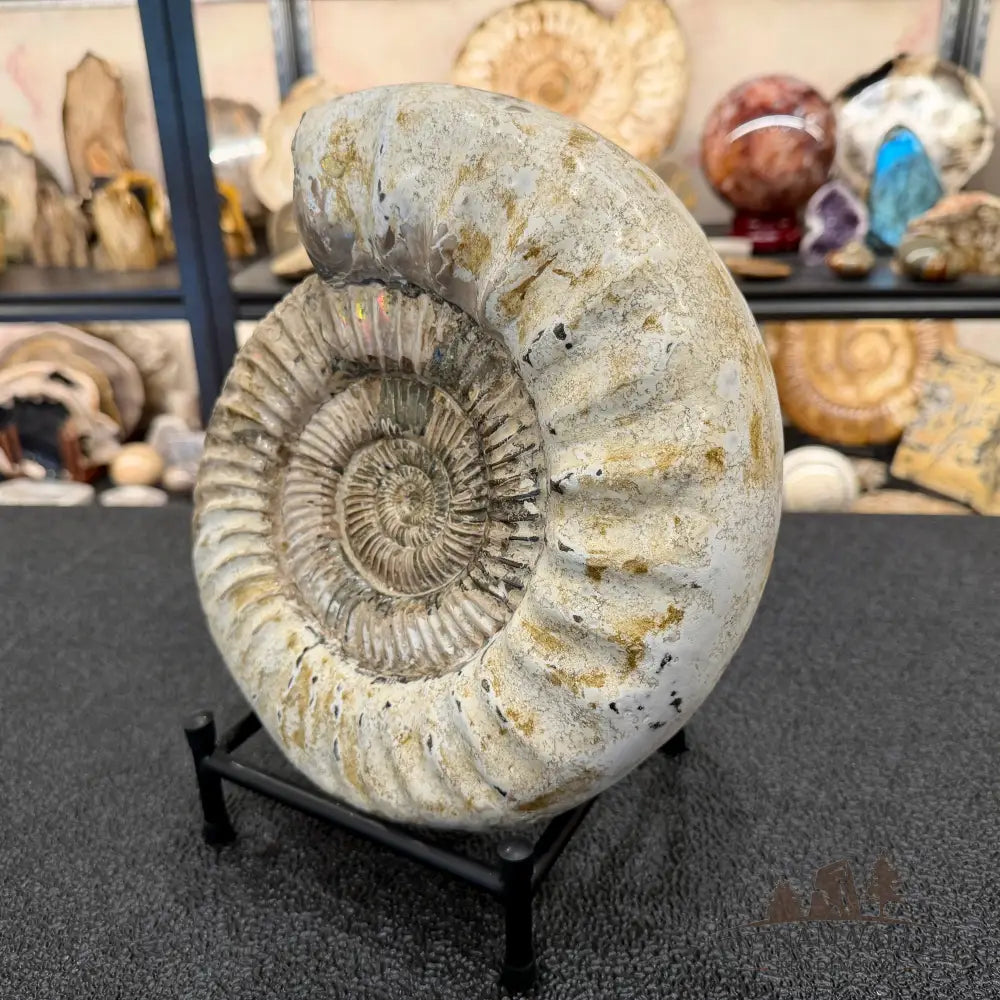 Reserve Iridescent Jurassic Ammonite Fossil 10.8’’ + Stand | Madagascar - Fossil Specimen