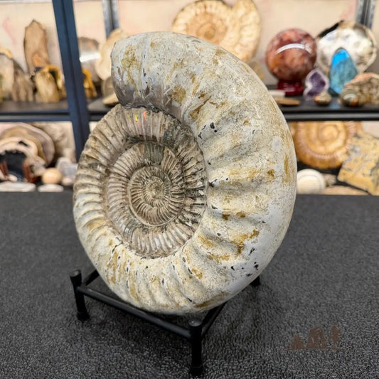 Reserve Iridescent Jurassic Ammonite Fossil 10.8’’ + Stand | Madagascar - Fossil Specimen