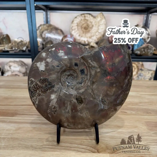 Reserve Iridescent Polished Ammonite 9.25’’ - Fossil Specimen