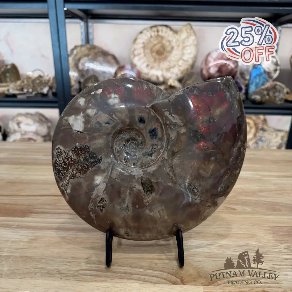 Reserve Iridescent Polished Ammonite 9.25’’ - Fossil Specimen