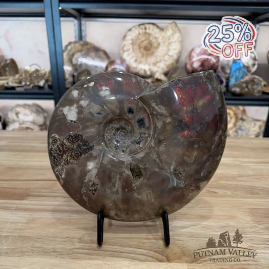 Reserve Iridescent Polished Ammonite 9.25’’ - Fossil Specimen