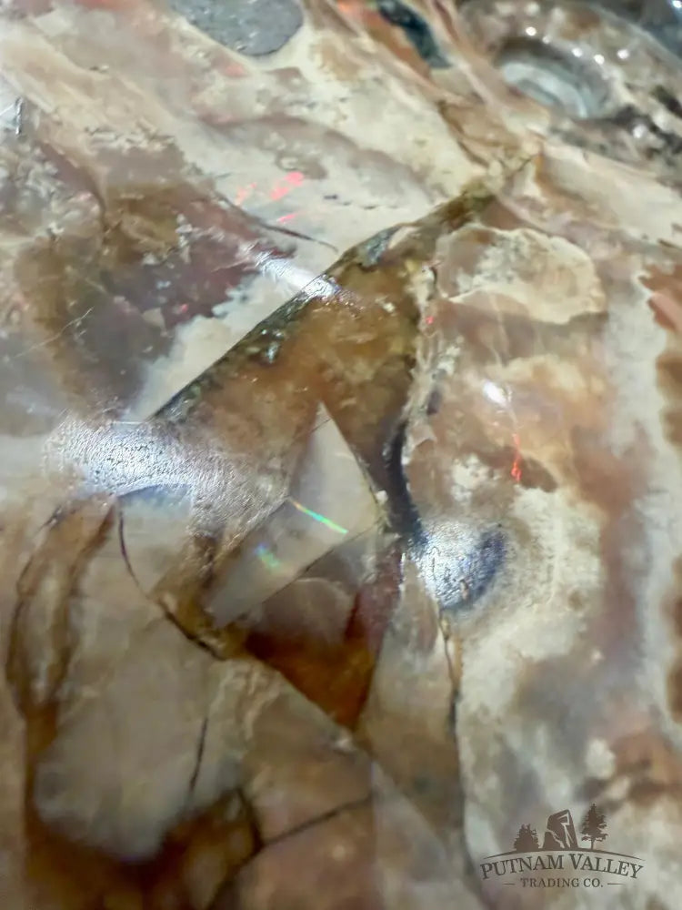 Reserve Iridescent Polished Ammonite 9.25’’ - Fossil Specimen