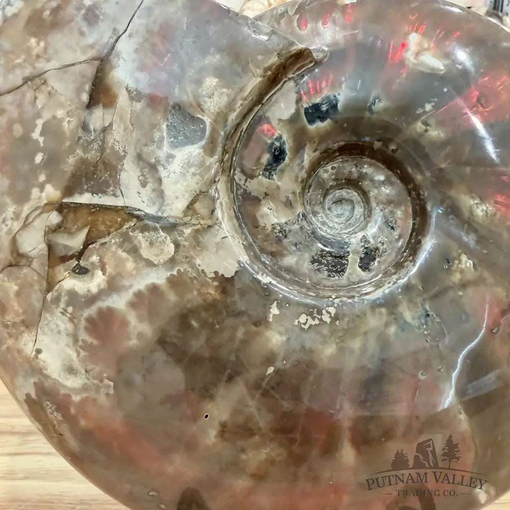 Reserve Iridescent Polished Ammonite 9.25’’ - Fossil Specimen