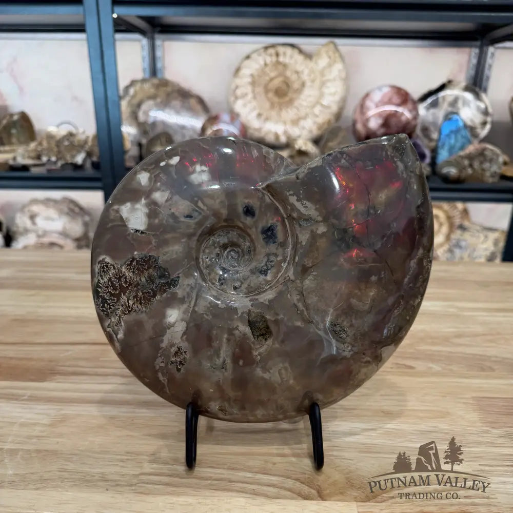 Reserve Iridescent Polished Ammonite 9.25’’ - Fossil Specimen