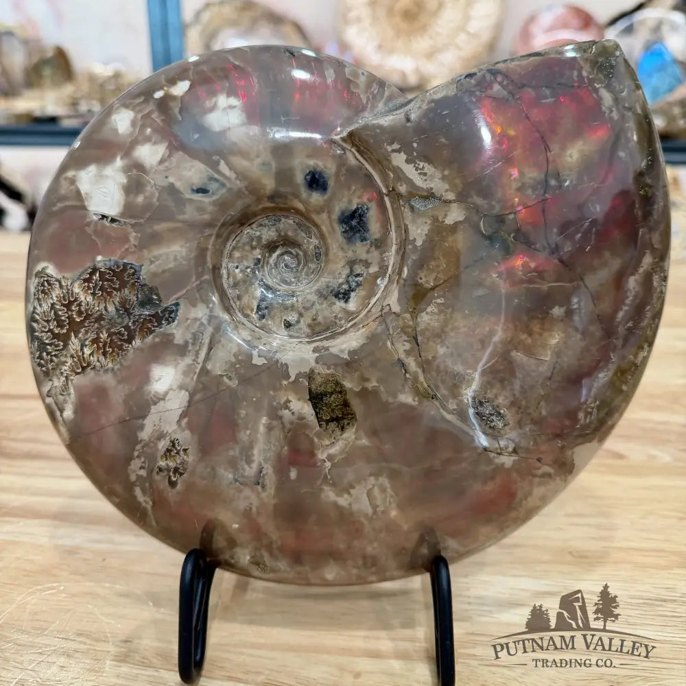 Reserve Iridescent Polished Ammonite 9.25’’ - Fossil Specimen