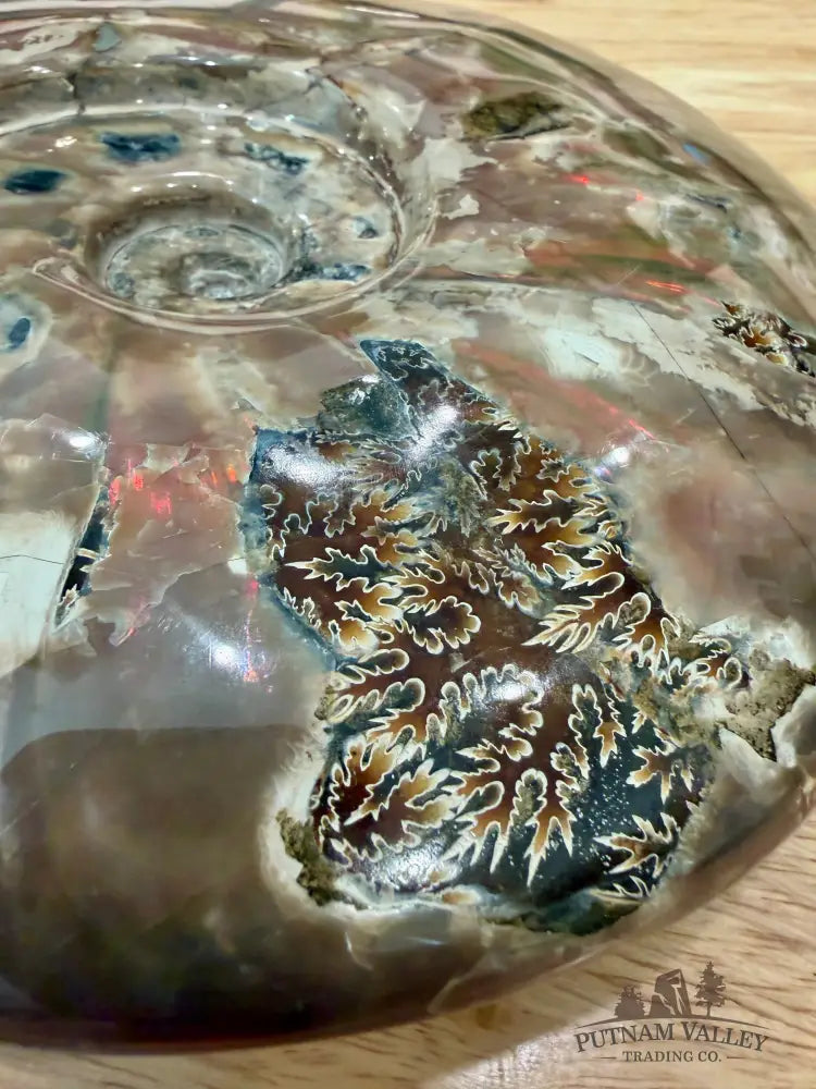 Reserve Iridescent Polished Ammonite 9.25’’ - Fossil Specimen