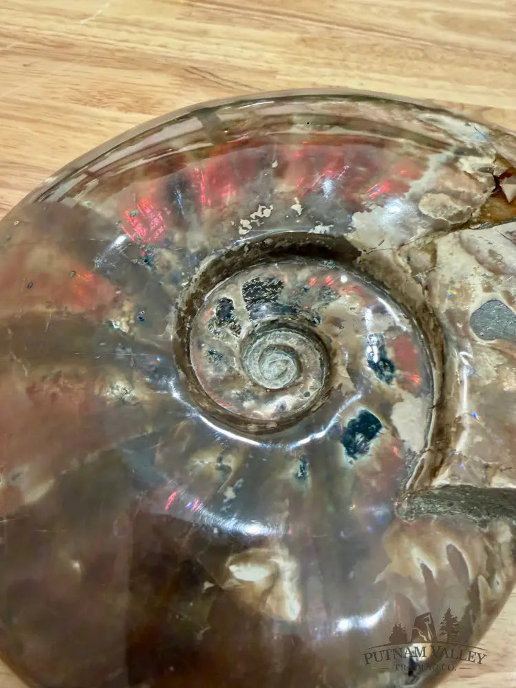 Reserve Iridescent Polished Ammonite 9.25’’ - Fossil Specimen
