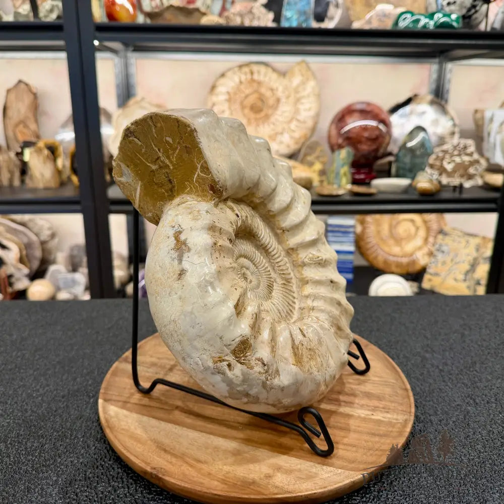 Reserve Jurassic Ammonite Fossil 10.57’’ - Fossil Specimen
