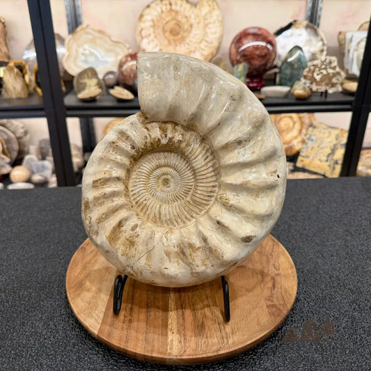 Reserve Jurassic Ammonite Fossil 10.57’’ - Fossil Specimen