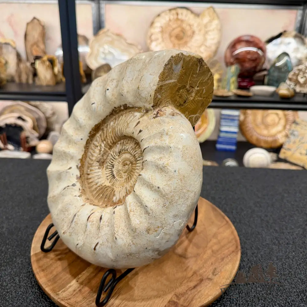 Reserve Jurassic Ammonite Fossil 10.57’’ - Fossil Specimen