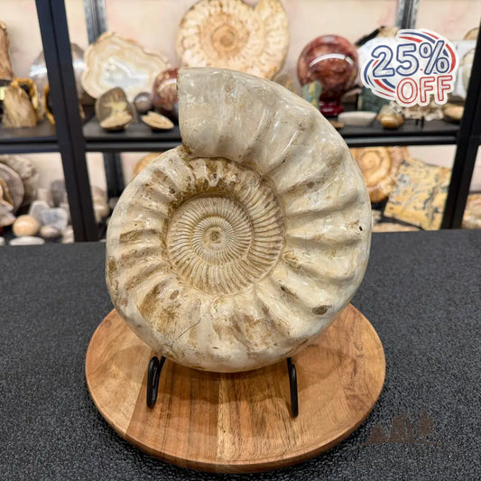 Reserve Jurassic Ammonite Fossil 10.57’’ - Fossil Specimen
