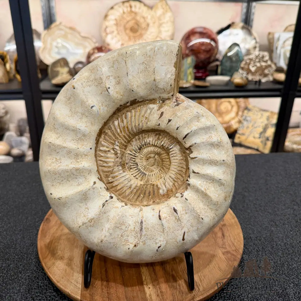 Reserve Jurassic Ammonite Fossil 10.57’’ - Fossil Specimen