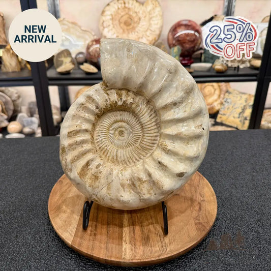 Reserve Jurassic Ammonite Fossil 10.57’’ - Fossil Specimen