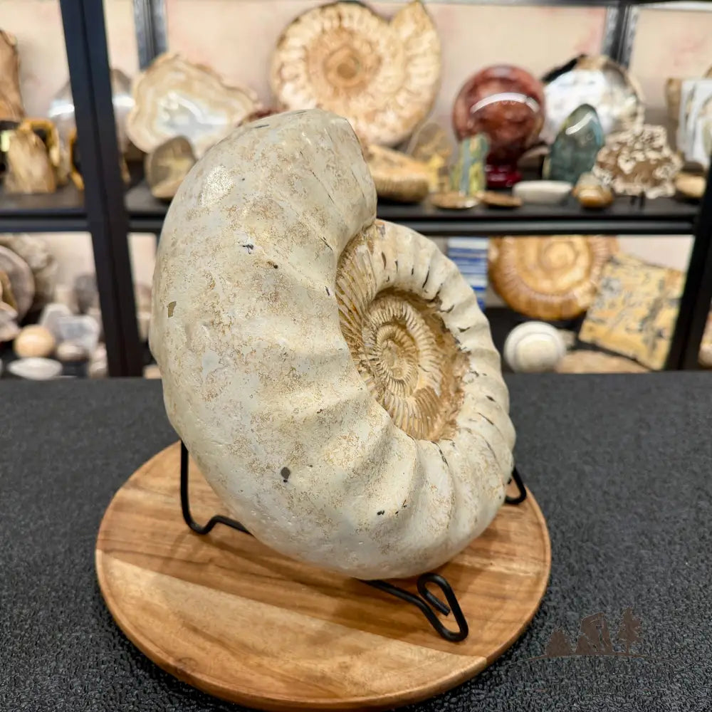 Reserve Jurassic Ammonite Fossil 10.57’’ - Fossil Specimen