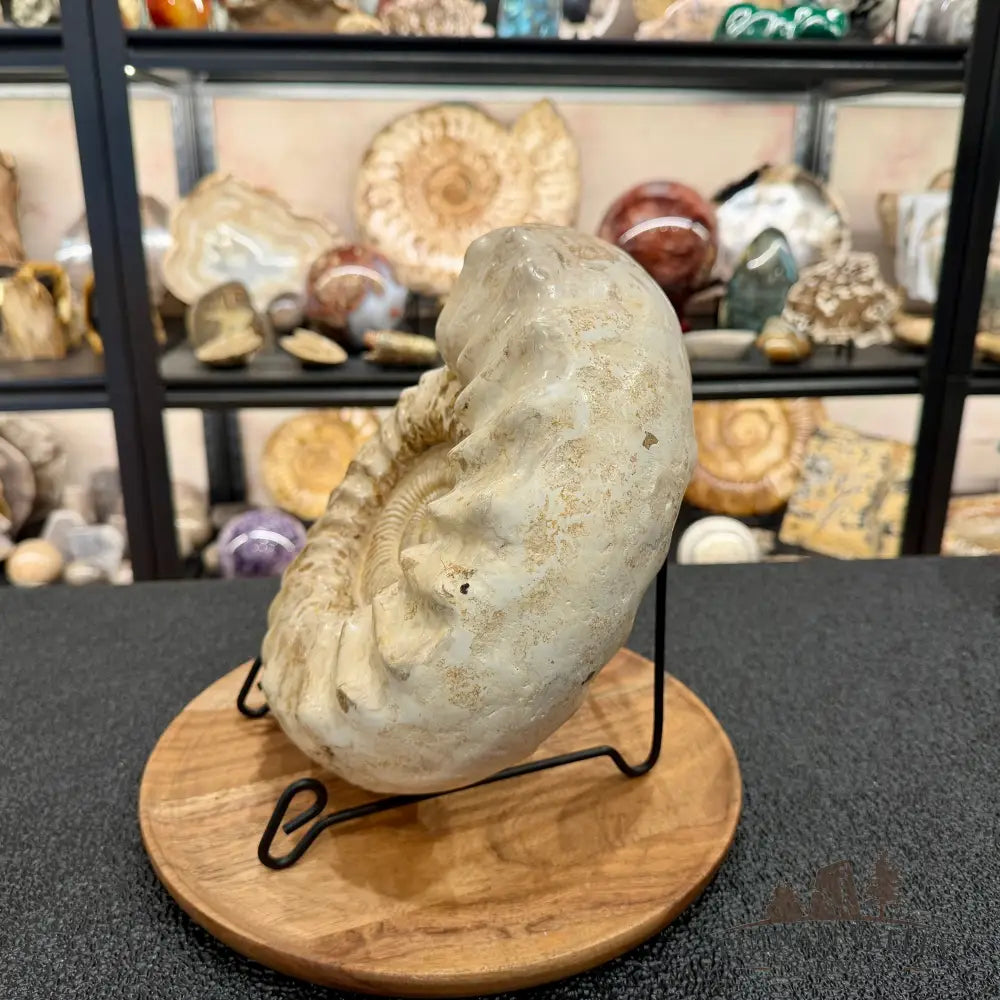 Reserve Jurassic Ammonite Fossil 10.57’’ - Fossil Specimen