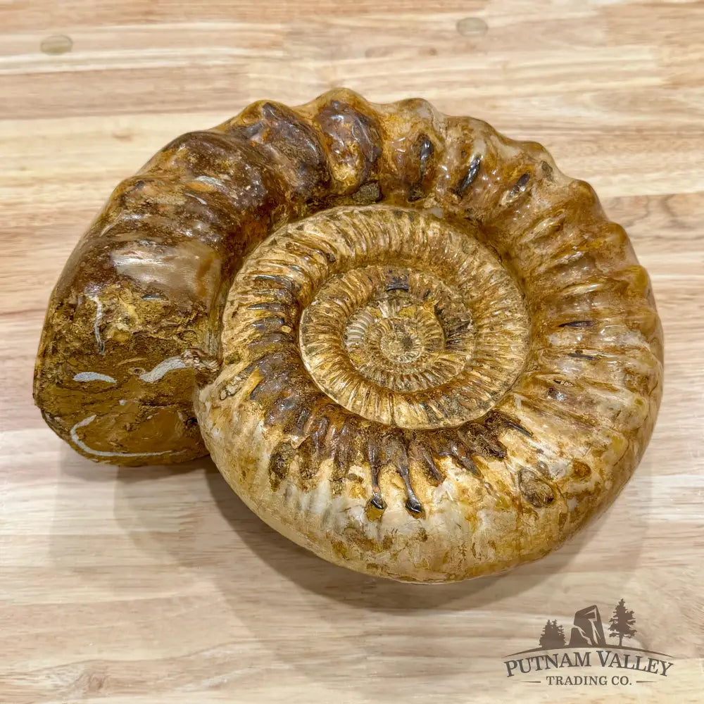 Reserve Jurassic Ammonite Fossil 10’’ - Fossil Specimen
