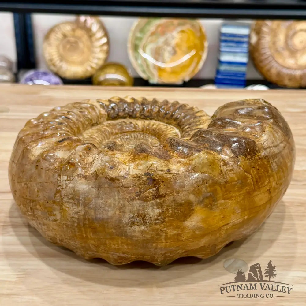 Reserve Jurassic Ammonite Fossil 10’’ - Fossil Specimen