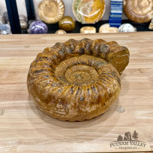 Reserve Jurassic Ammonite Fossil 10’’ - Fossil Specimen
