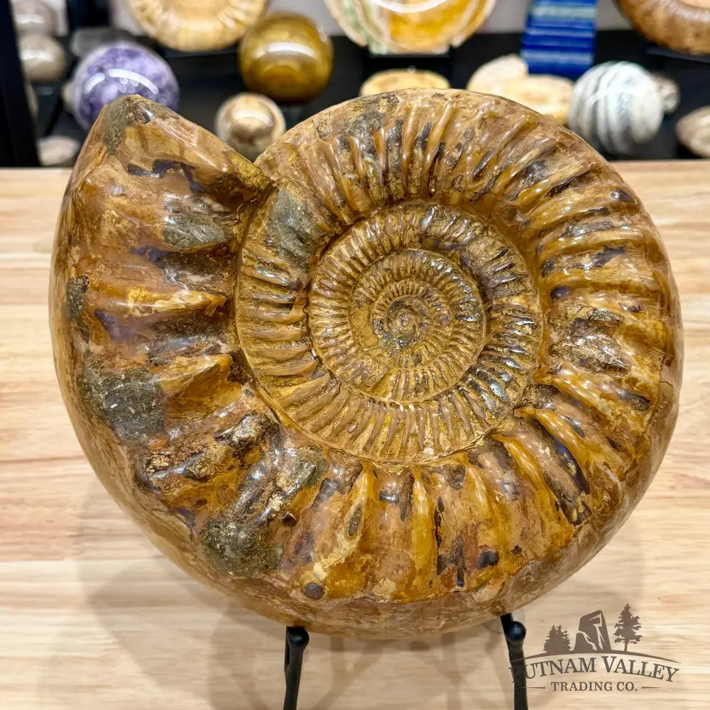 Reserve Jurassic Ammonite Fossil 10’’ - Fossil Specimen