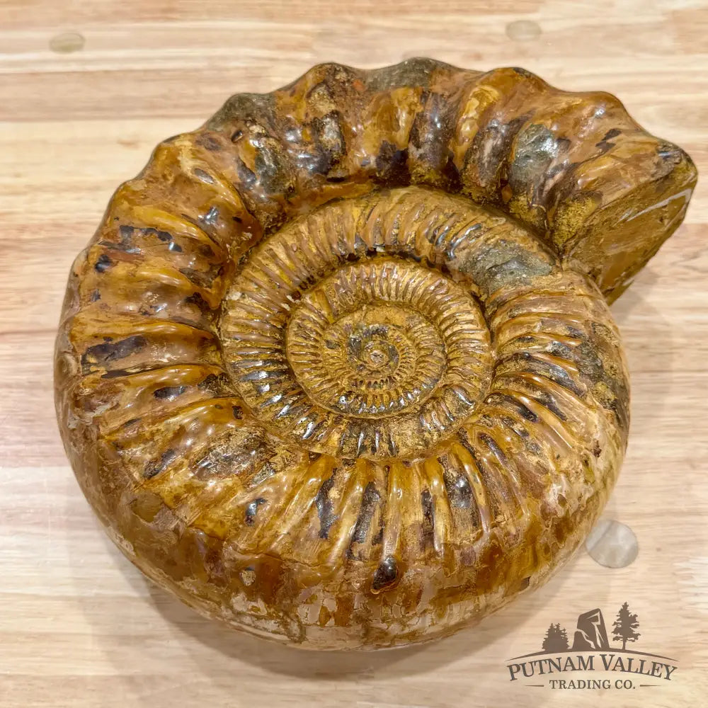 Reserve Jurassic Ammonite Fossil 10’’ - Fossil Specimen