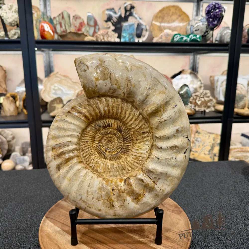 Reserve Jurassic Ammonite Fossil 11.85’’ + Stand - Fossil Specimen