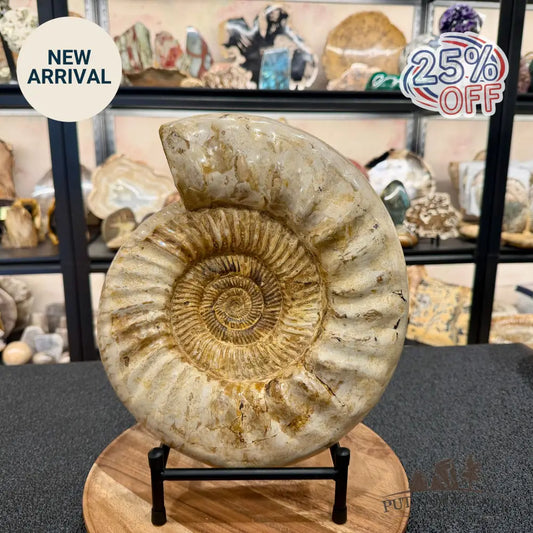 Reserve Jurassic Ammonite Fossil 11.85’’ + Stand - Fossil Specimen