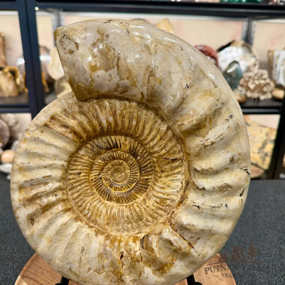 Reserve Jurassic Ammonite Fossil 11.85’’ + Stand - Fossil Specimen