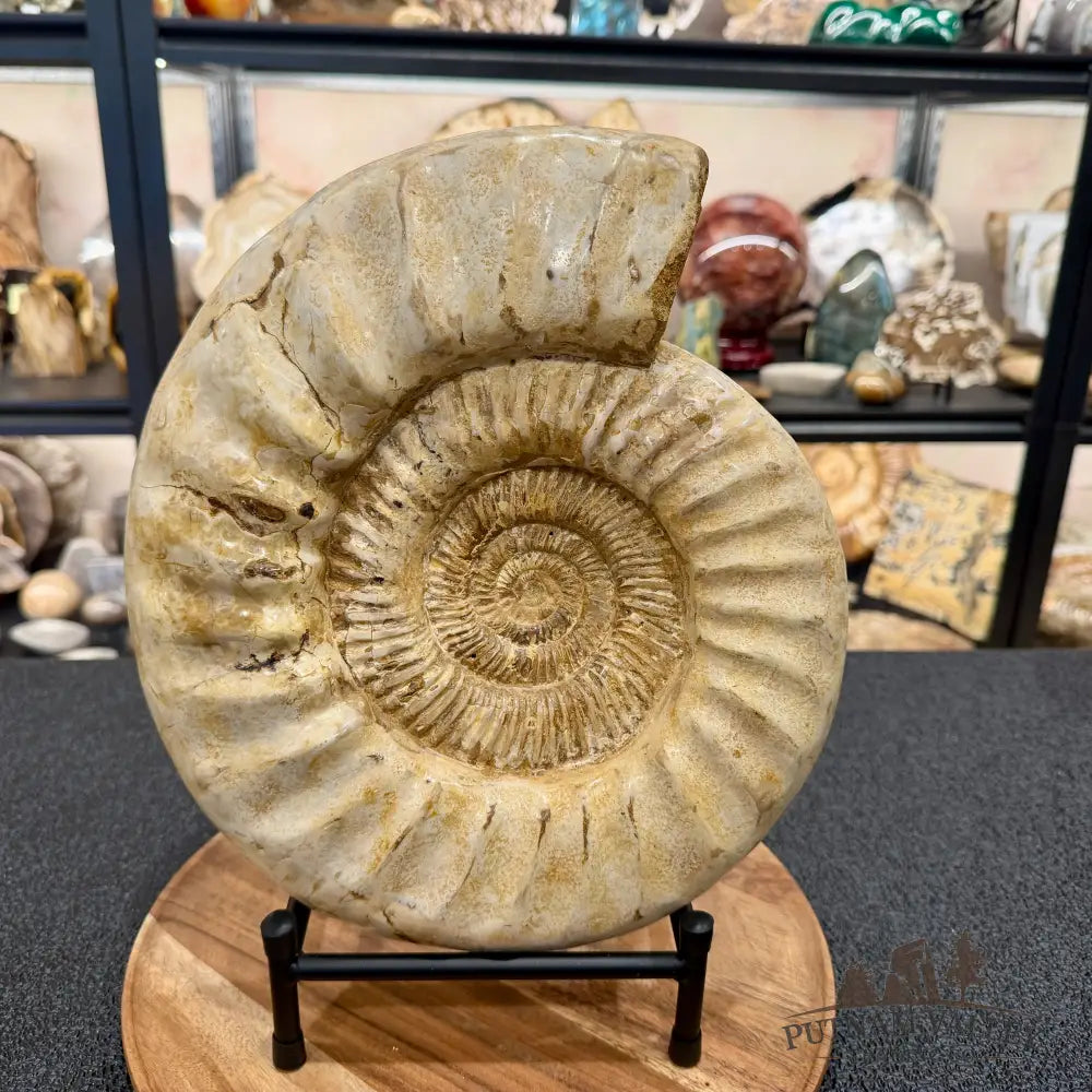 Reserve Jurassic Ammonite Fossil 11.85’’ + Stand - Fossil Specimen